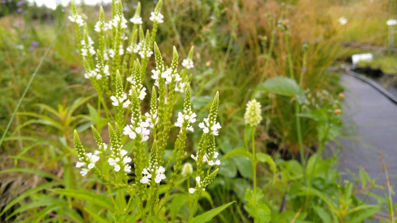 Verbena hastata 'Alba' Odajas raudürt